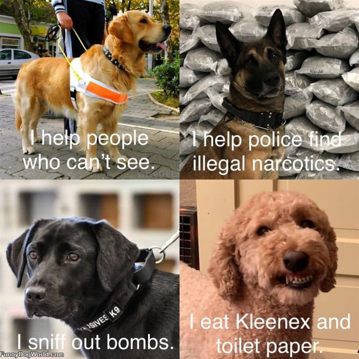 Different Kinds Of Dogs