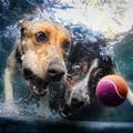 funny dog 5