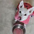 funny dog 2