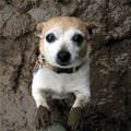 funny dog 4