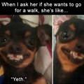 funny dog 3