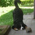funny dog 3