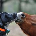 funny dog 5