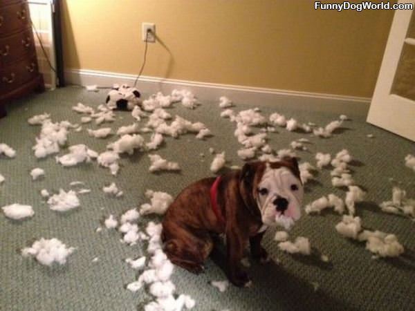 Dog Ate The Toy