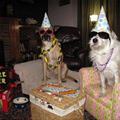 Dog Birthday Party