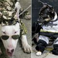funny dog 3