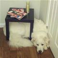 funny dog 3