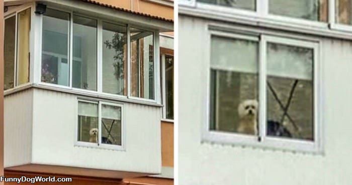 Dog Has His Own Window