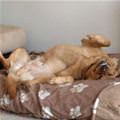 funny dog 1