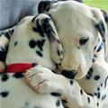 funny dog 5