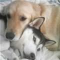 funny dog 2