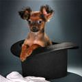 funny dog 5
