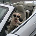 funny dog 5
