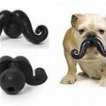 funny dog 1