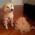 funny dog 1