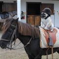 funny dog 2
