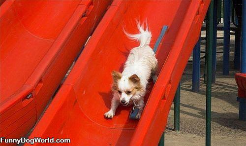 Dog On The Slide