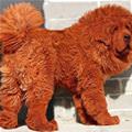 funny dog 2