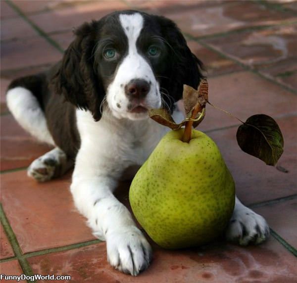 Dog Pear