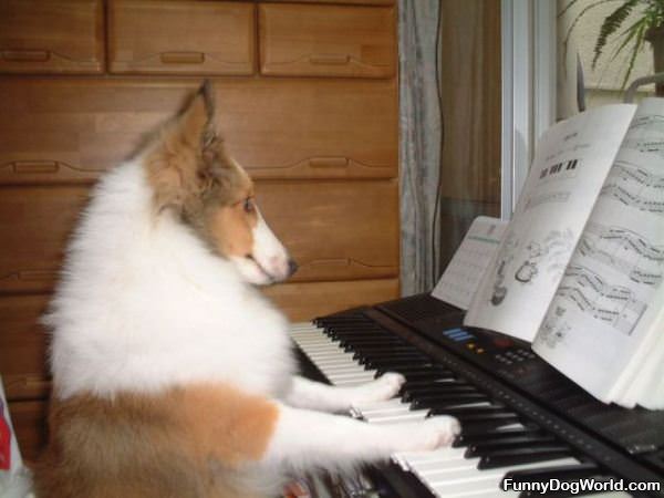 Dog Playing Some Keyboard