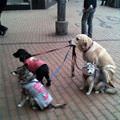 funny dog 3