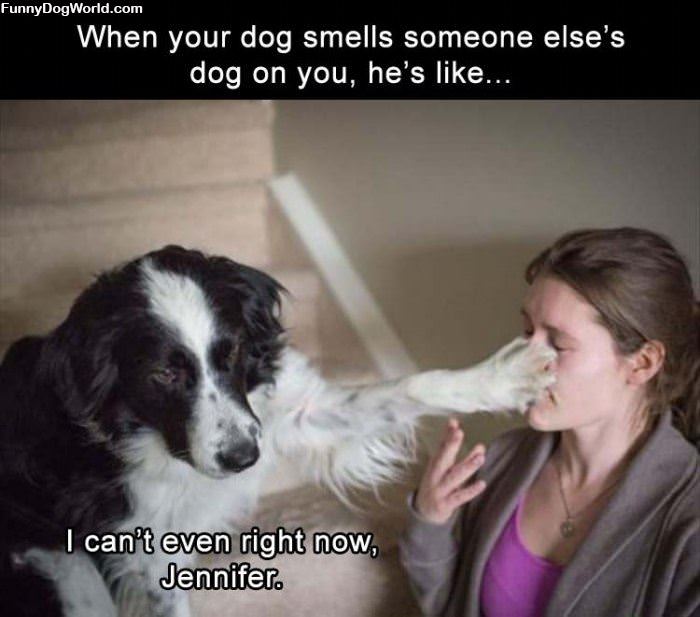 Dog Smells Someone Else