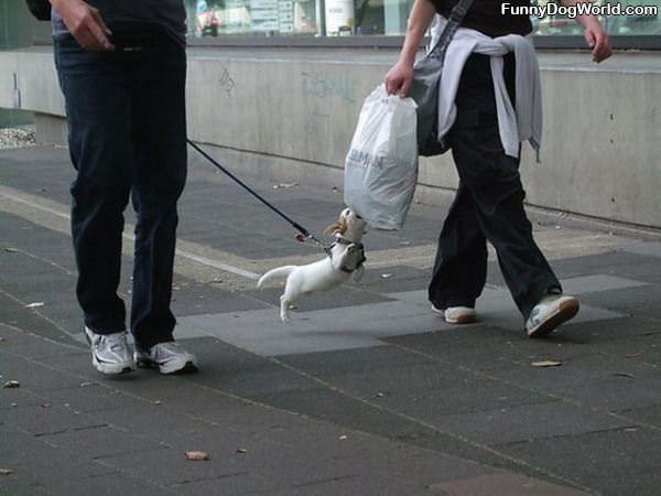Dog Wants Bag