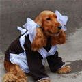 funny dog 1