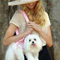 funny dog 5