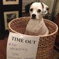funny dog 3