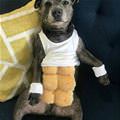 funny dog 2