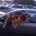 funny dog 1