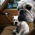 funny dog 2