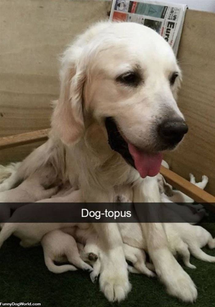 Dogtopus
