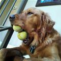funny dog 3