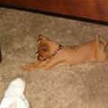 funny dog 1