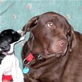funny dog 1