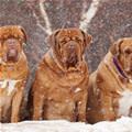 funny dog 2