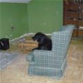 funny dog 3