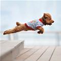 funny dog 2