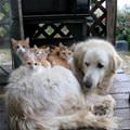 funny dog 2