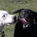 funny dog 3