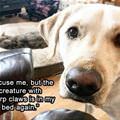 funny dog 2