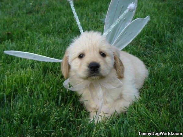 Fairy Puppy