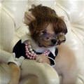 funny dog 4