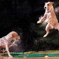 funny dog 1