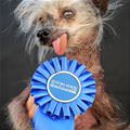 funny dog 3