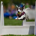 funny dog 3