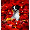 funny dog 3