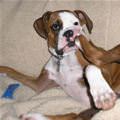 funny dog 5